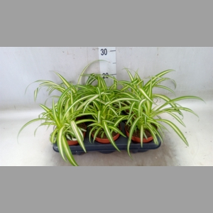 Chlorophytum com. 'Variegatum'