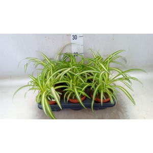 Chlorophytum com. 'Variegatum'