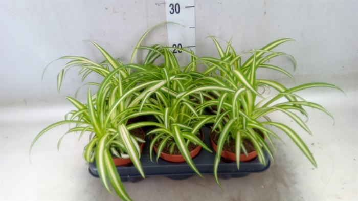 <h4>Chlorophytum com. 'Variegatum'</h4>