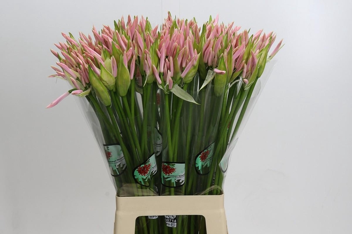 <h4>Nerine Sofie</h4>