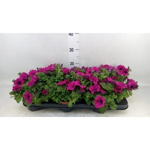 Petunia  'Sunpleasure Purple'