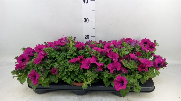 <h4>Petunia  'Sunpleasure Purple'</h4>