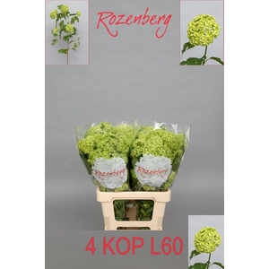 VIBURNUM ROSEUM ST