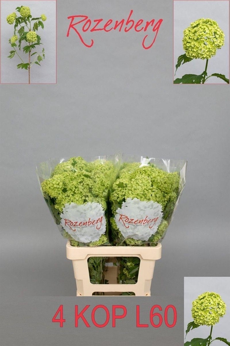 <h4>VIBURNUM ROSEUM ST</h4>