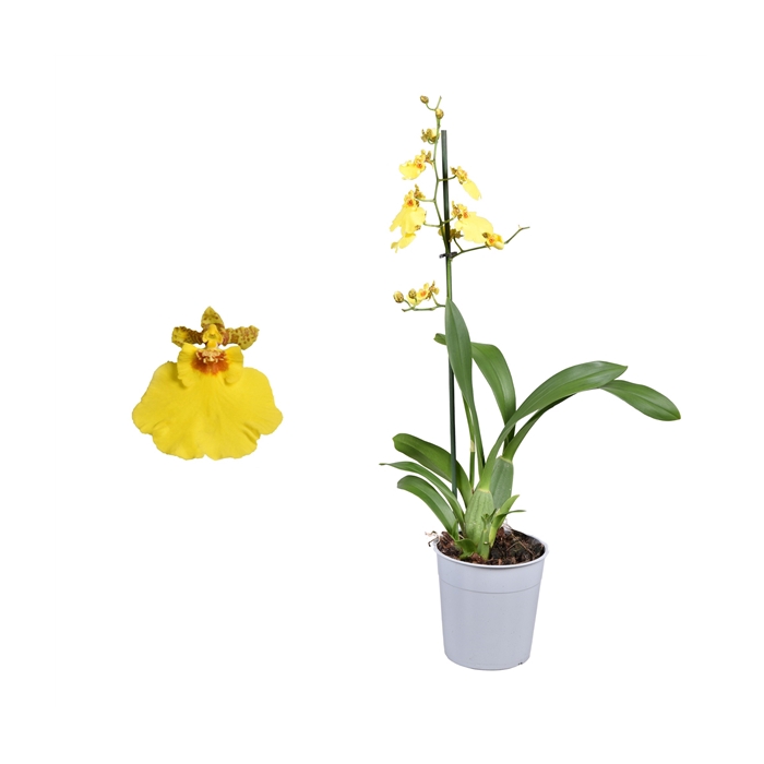 <h4>Oncidium A2 lang 12 cm</h4>