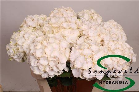 <h4>Hydr M Sw Verena</h4>