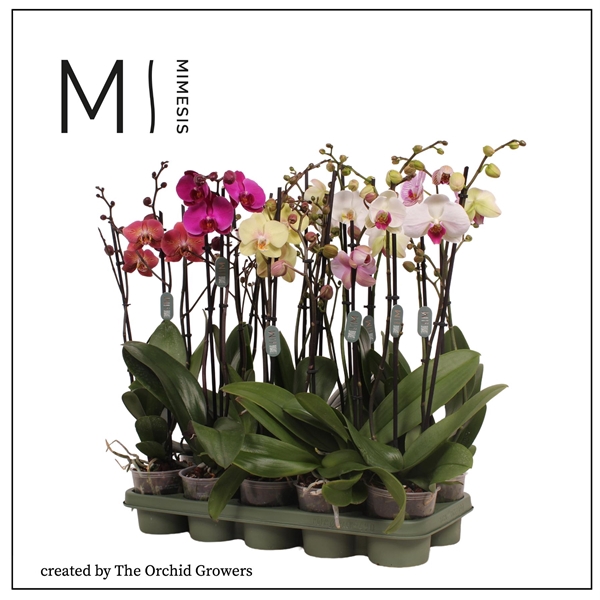 <h4>Mimesis Phal. Mix - 2 spike 12cm</h4>