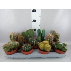 Cactus   ...mix