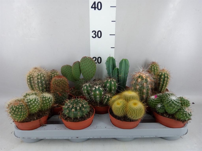 <h4>Cactus ...mix</h4>