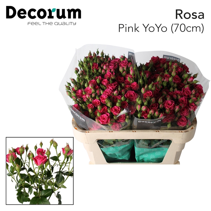 <h4>R TR Pink Yo-Yo 70 cm</h4>