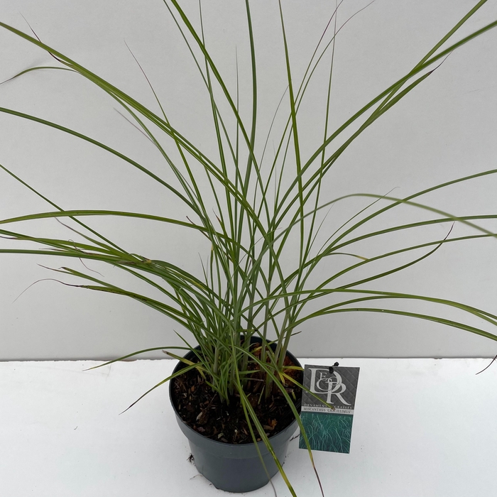 <h4>Graminées Miscanthus 'Gracillimus'</h4>