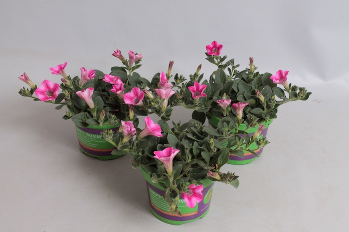 Petunia dekko Rose Star