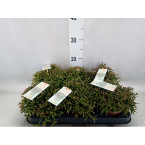 Rhipsalis burchellii