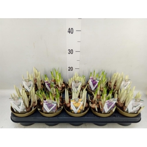 Crocus   ...mix