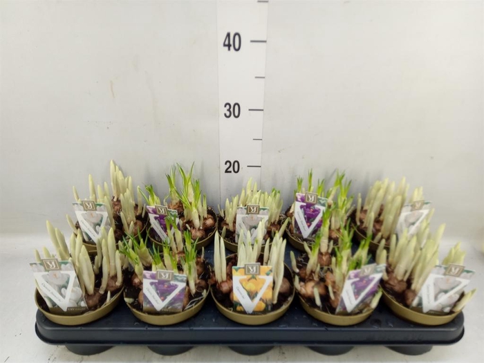<h4>Crocus   ...mix</h4>