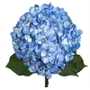 Hydrangea Shocking Blue Premium