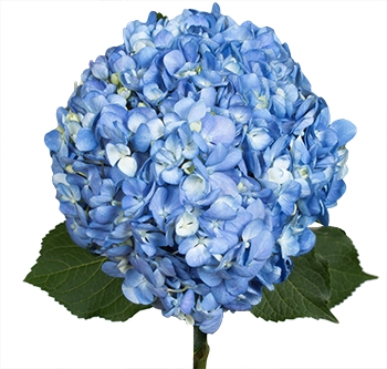 Hydrangea Shocking Blue Premium