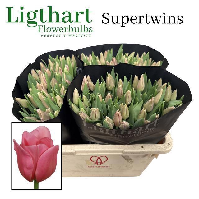 <h4>TU EN SUPERTWINS</h4>