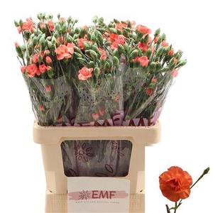 DI TR ORANGE AMELIE