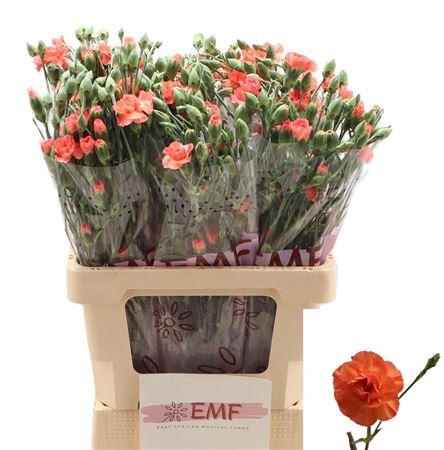 <h4>DI TR ORANGE AMELIE</h4>