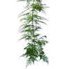 FOLHAGEM ASPARGO PLUMOSO