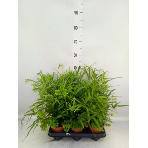 Pteris cretica 'Roeweri'