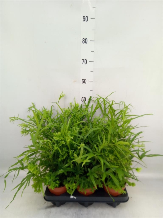 <h4>Pteris cretica 'Roeweri'</h4>