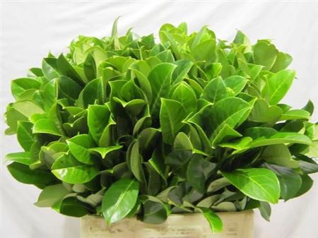 <h4>Prunus Laurocerasus</h4>