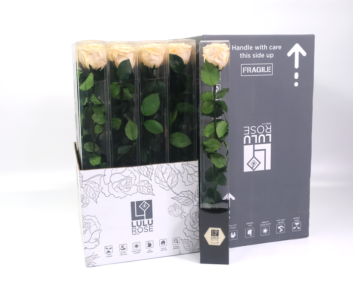 <h4>Rosa Preserved Stem 50cm Chic Champagne</h4>