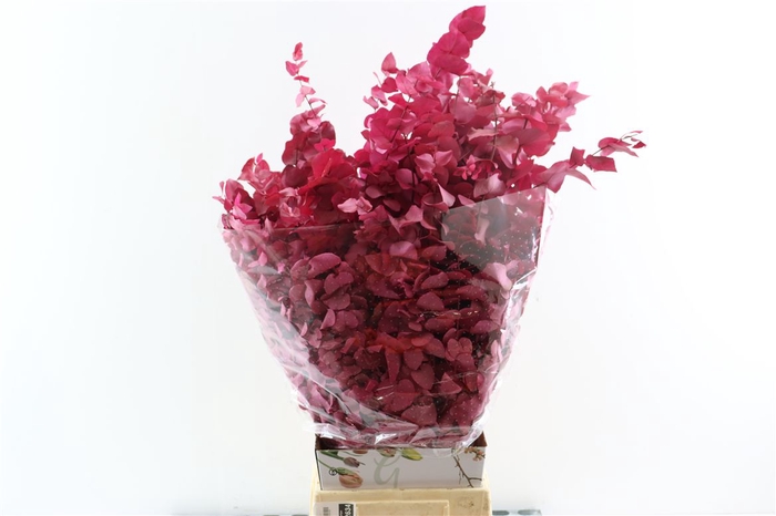 <h4>Pres Euca Stuartiana Cyclaam Bunch</h4>