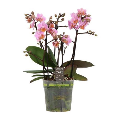 Phal Boquetto Pink 3-5 Tak