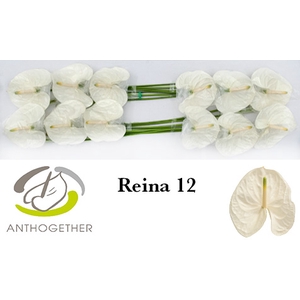 ANTH A REINA 12