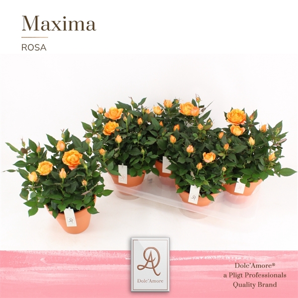 <h4>Potroos Oranje P14 Dolc'Amore® Terracotta Keramiek</h4>