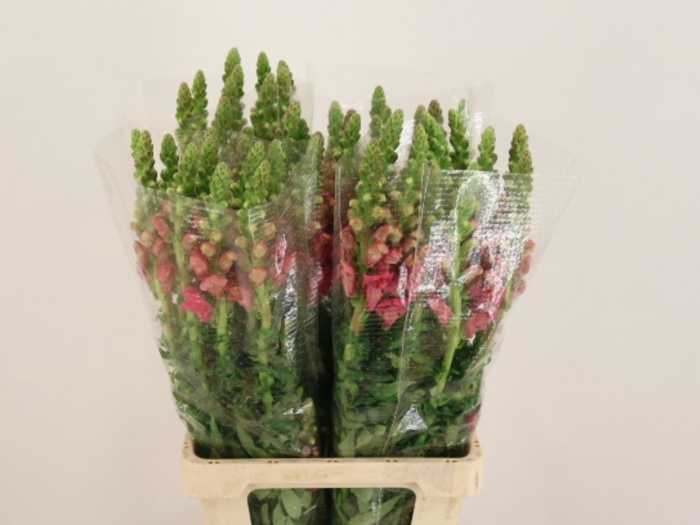 <h4>ANTIR POTO ROSE</h4>