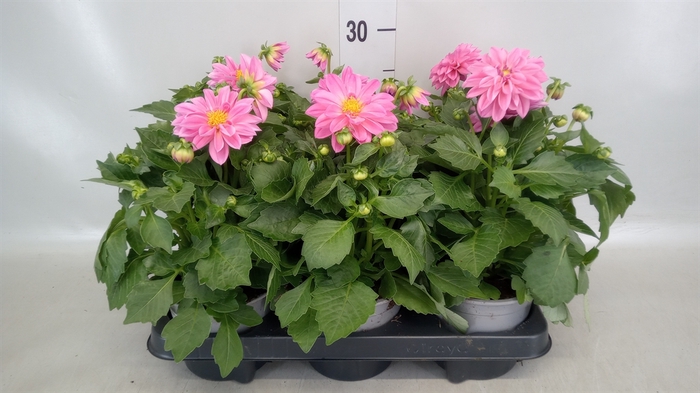 <h4>Dahlia   ...</h4>