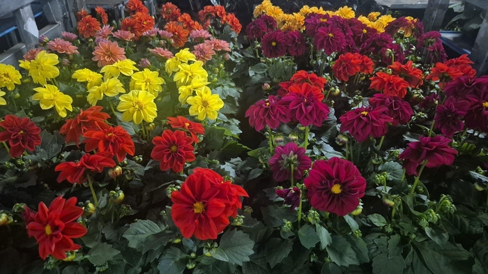 <h4>DAHLIA ROYAL GEM</h4>