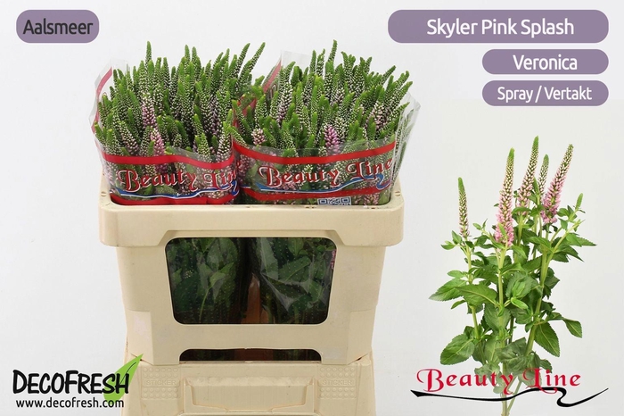 <h4>VERON L SKYLER PINK</h4>