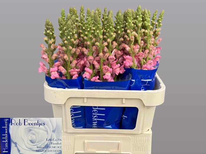 <h4>Antir Potomac Earl Pink Beentjes</h4>