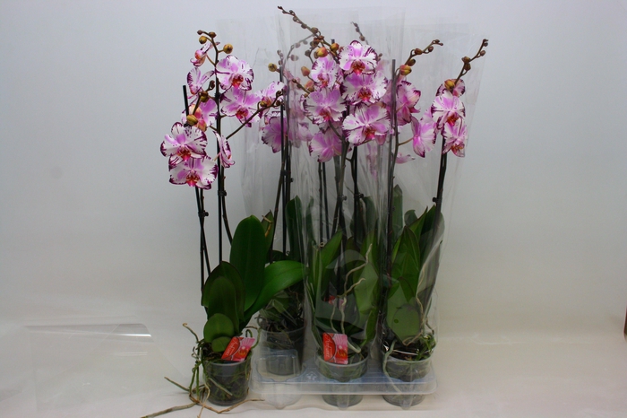 <h4>PHAL F MAGIC ART</h4>
