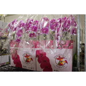 PHALAENOPSIS CASCATA ESPECIAL P15 BICOLOR MIN 11 FLS