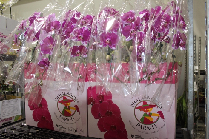 <h4>PHALAENOPSIS CASCATA ESPECIAL P15 BICOLOR MIN 11 FLS</h4>