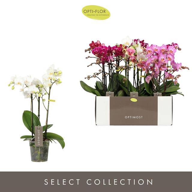 <h4>PHAL OPTIMOST MIX 3 SPIKE</h4>