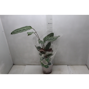 CALATHEA EXOTICA P17