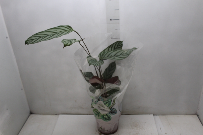 <h4>CALATHEA EXOTICA P17</h4>