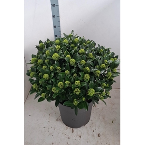 White Globe 40 cm 85+