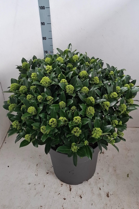 <h4>White Globe 40 cm 85+</h4>