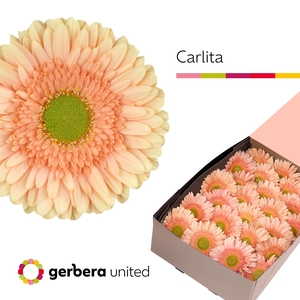 Gerbera Carlita Doos