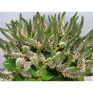 Lysimachia G Sweet Zalm