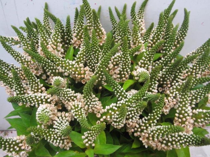 <h4>Lysimachia G Sweet Zalm</h4>