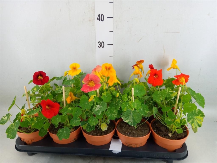 <h4>Tropaeolum majus</h4>